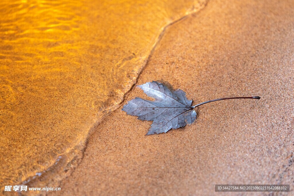 沙滩上的枫叶