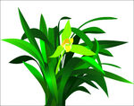 兰花矢量图