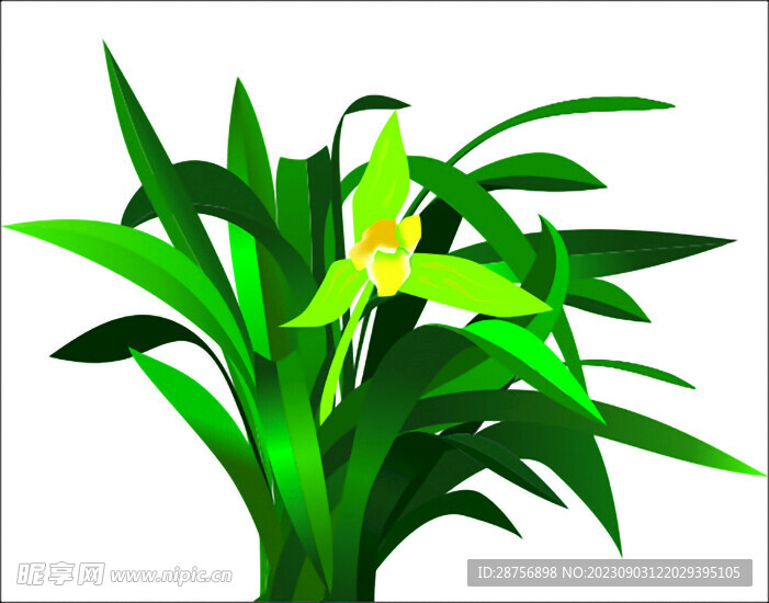 兰花矢量图