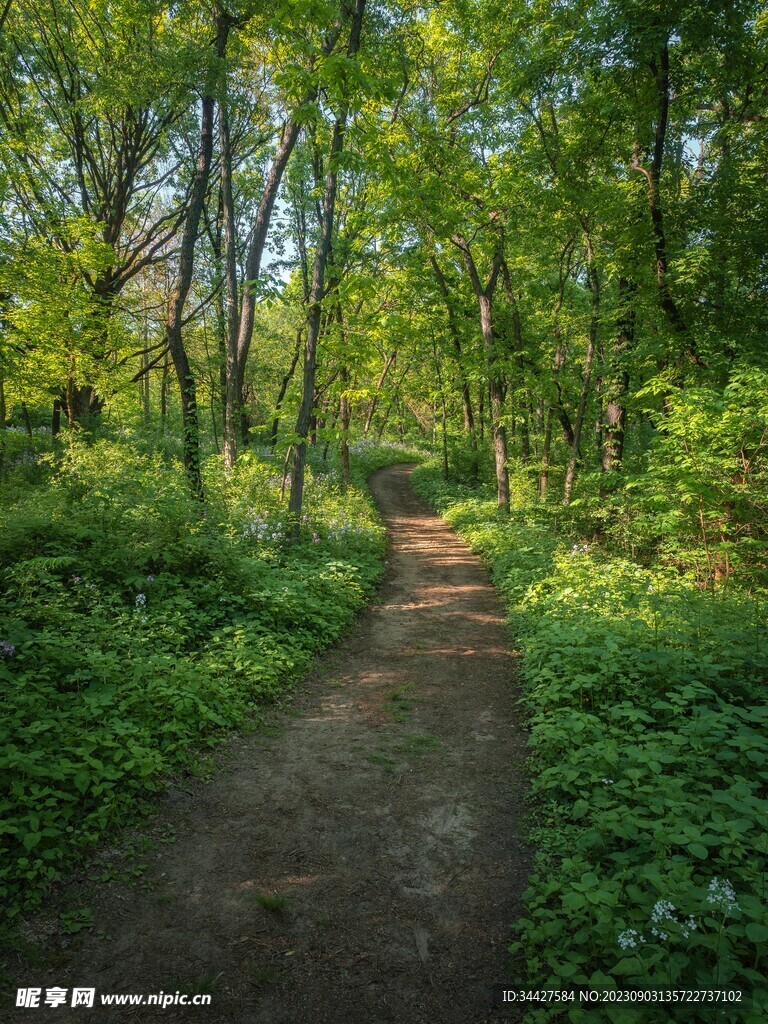 林间小道