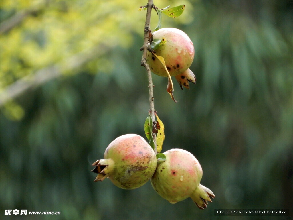 挂在枝头的石榴摄影素材