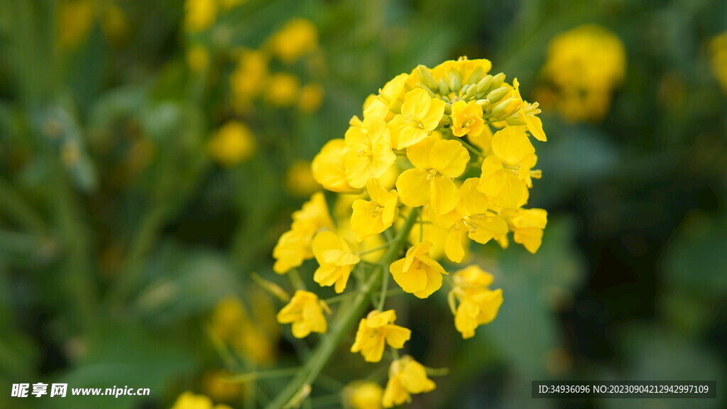 油菜花特写