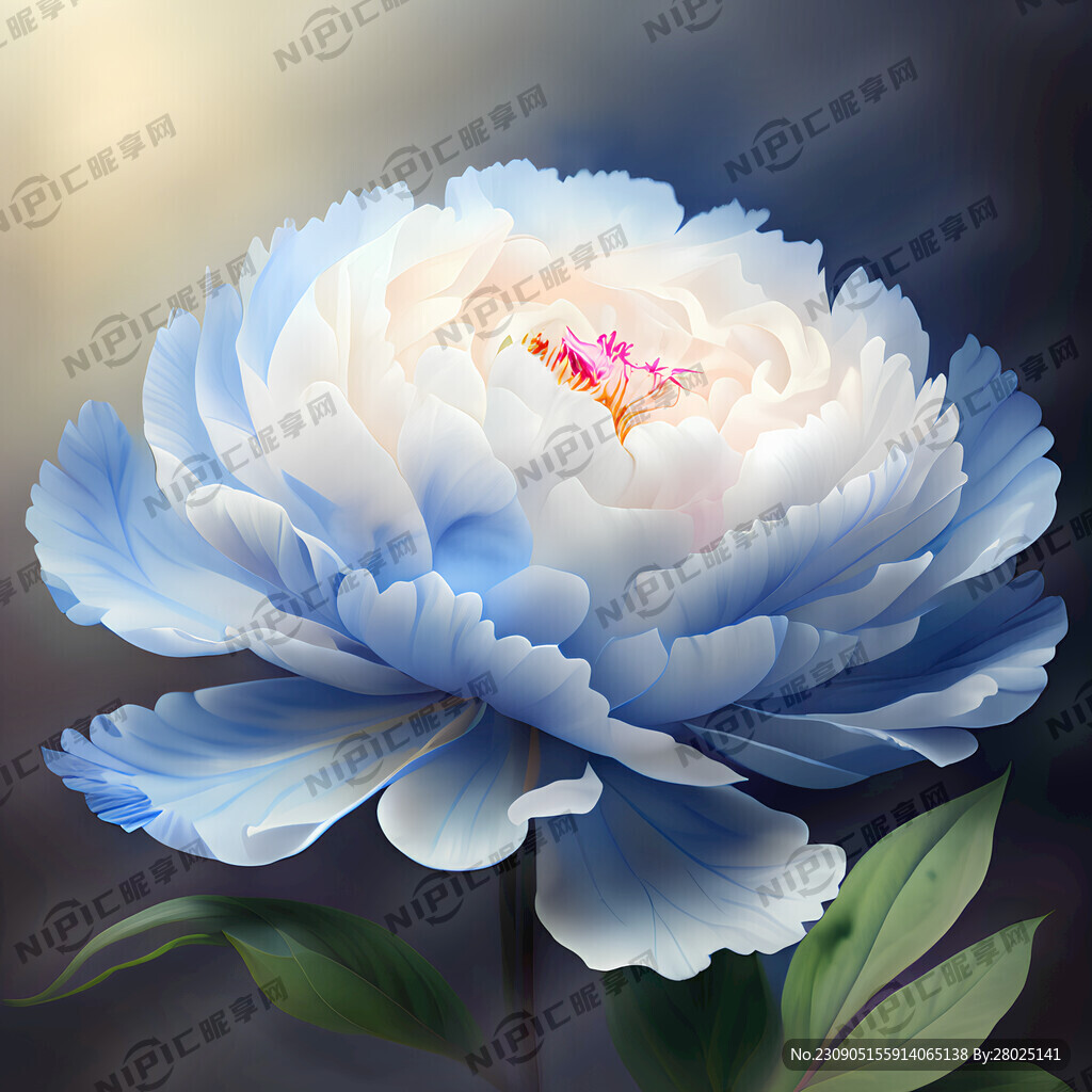 超高清 牡丹花 写真 花丛