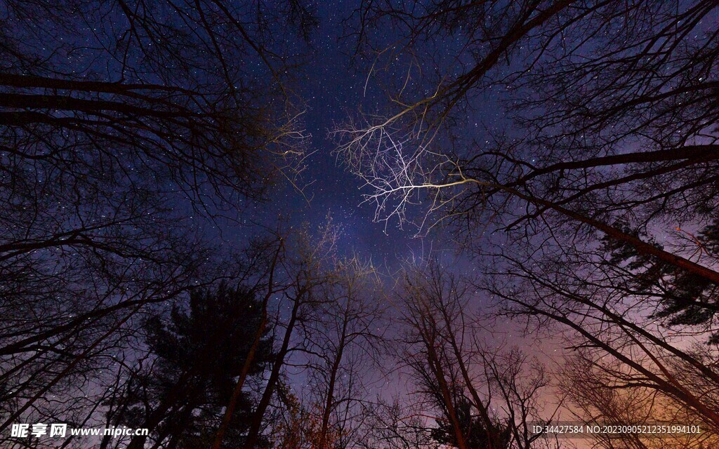 树林里的星空