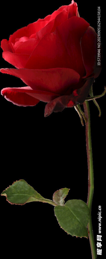红玫瑰花