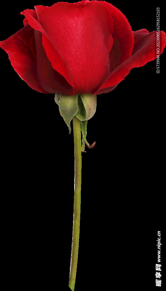 红玫瑰花
