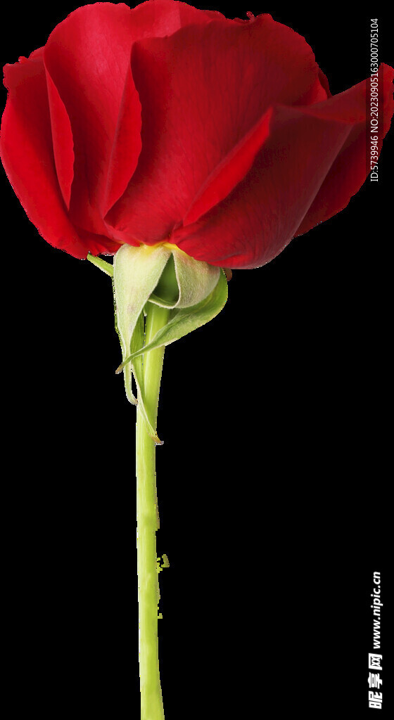 红玫瑰花
