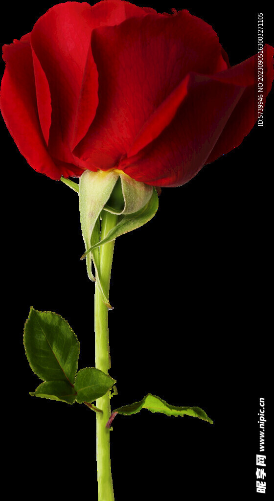 红玫瑰花