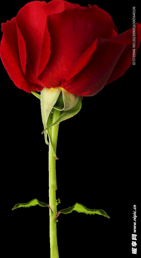 红玫瑰花
