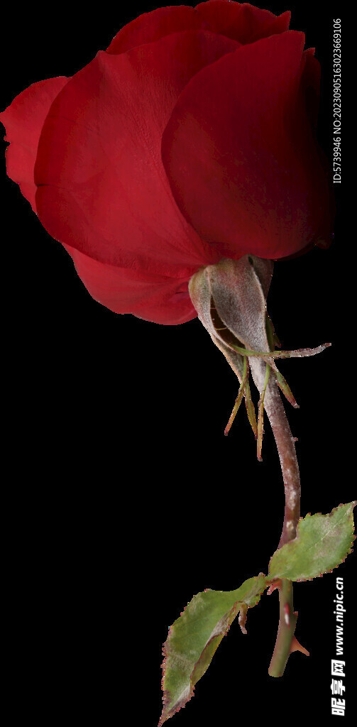 红玫瑰花