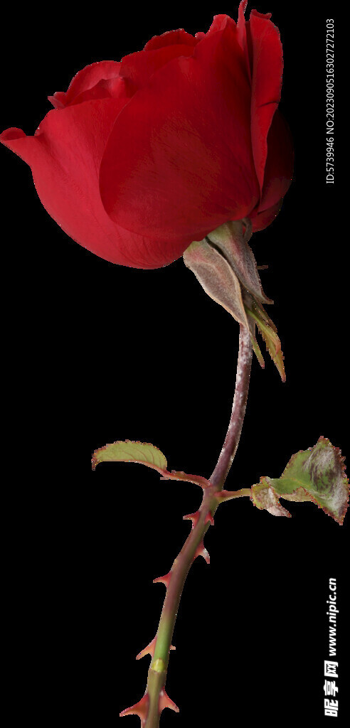 红玫瑰花
