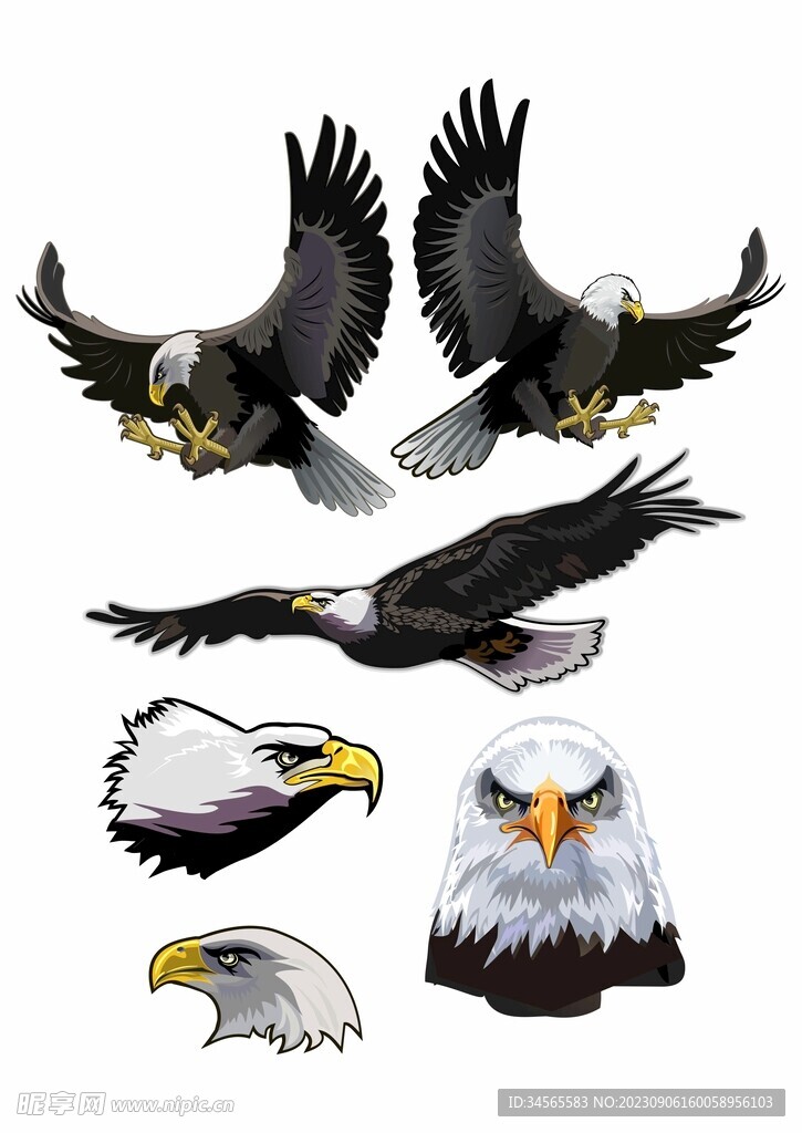 雄鹰展翅 高飞 侧面正面