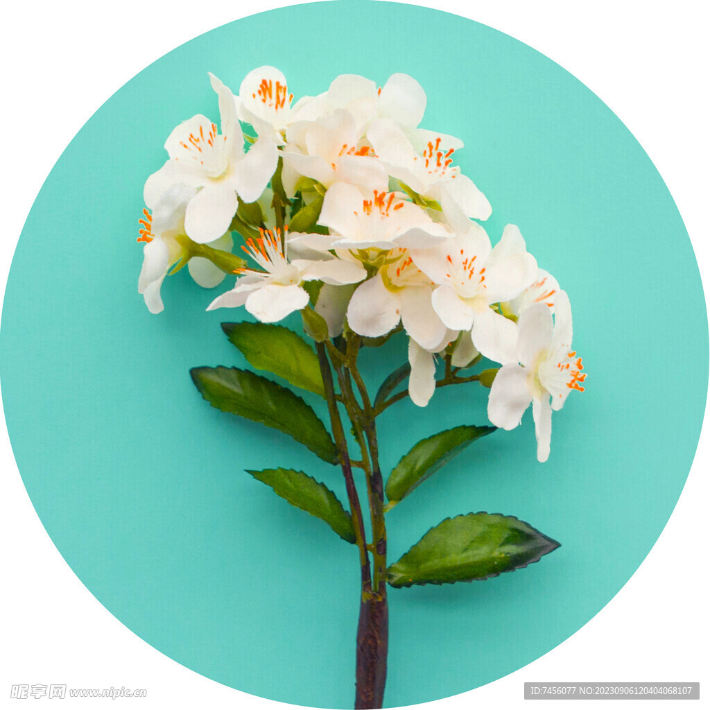 手绘花卉白花圆形挂画装饰画