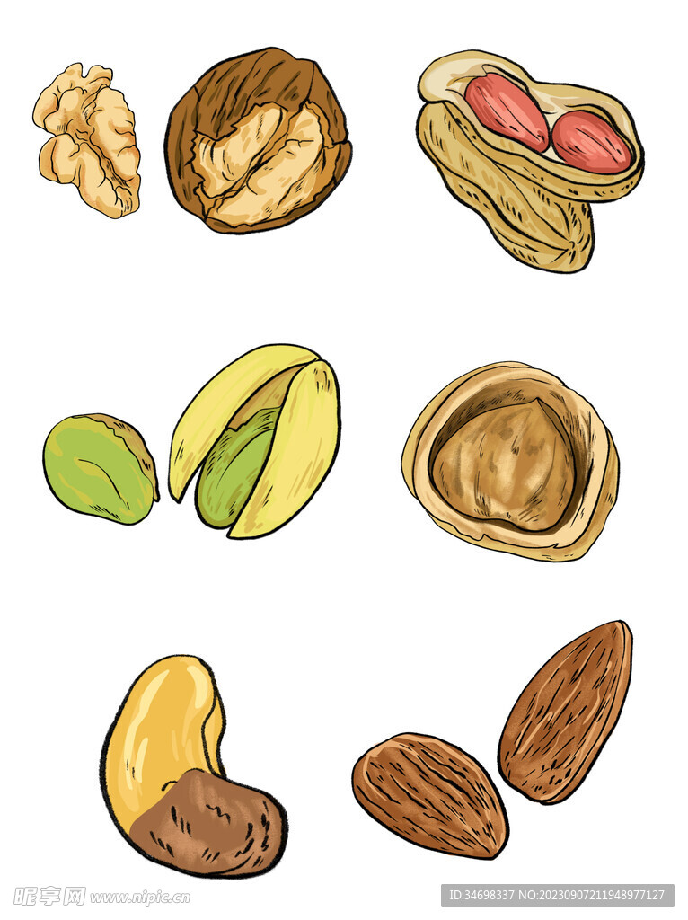 坚果插画