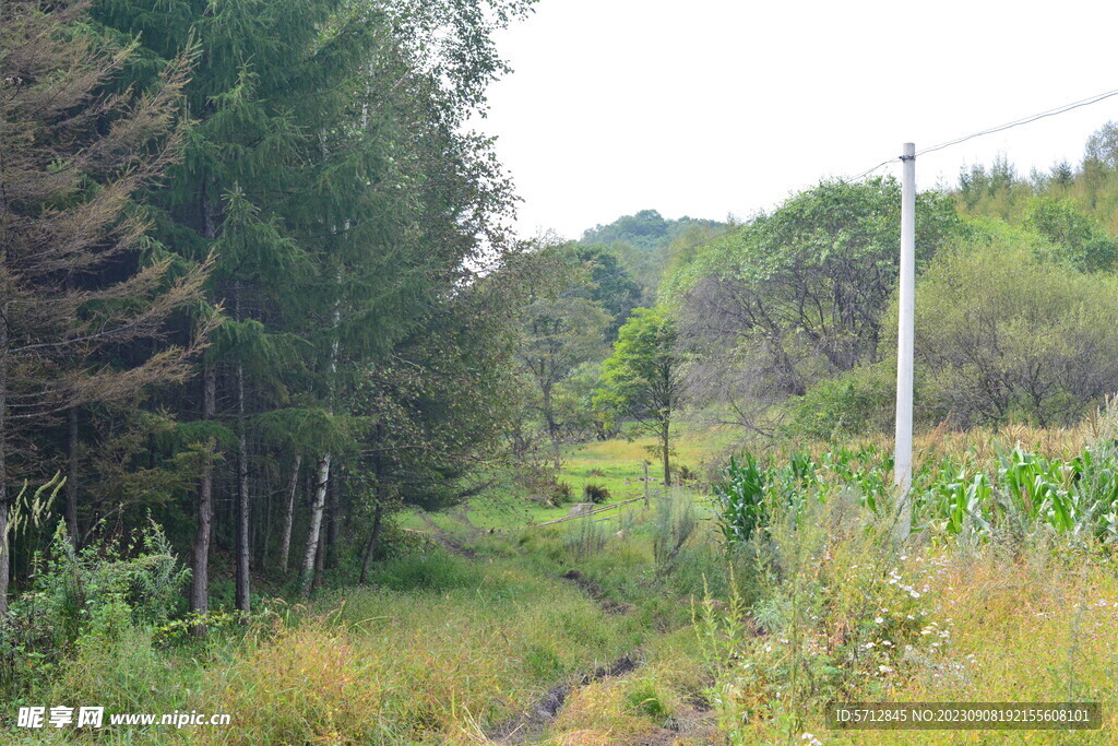 森林边上的农作物