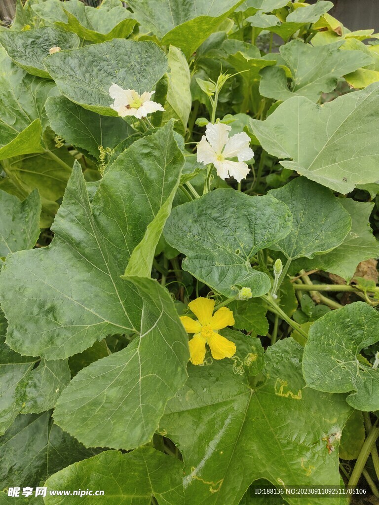 葫芦花 南瓜花