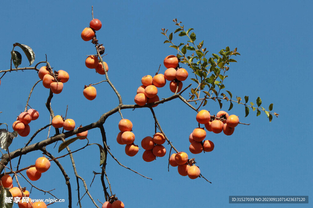 蓝天下的柿子树