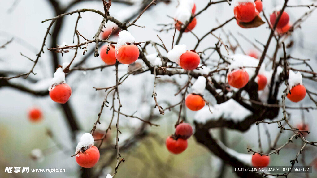 霜降柿子