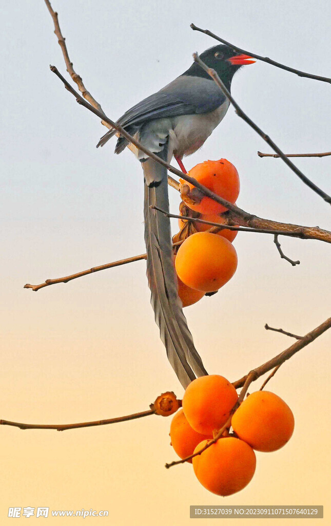 八哥和柿子摄影