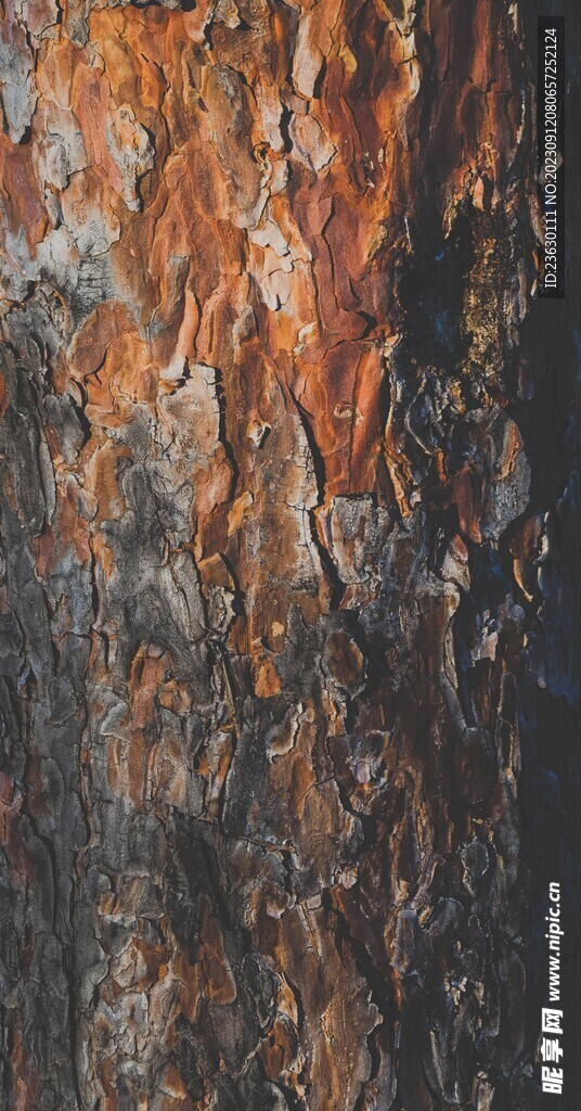 树皮