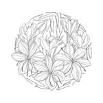 藏红花手绘插图