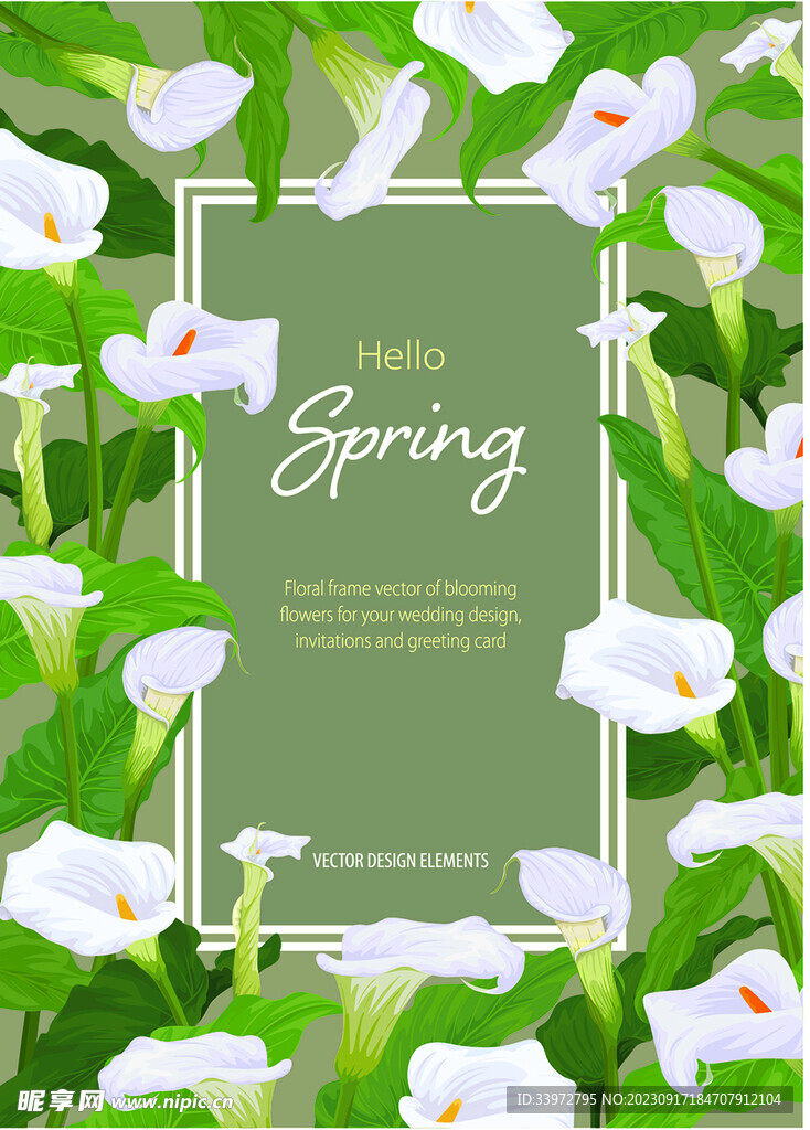 马蹄莲百合花绘画