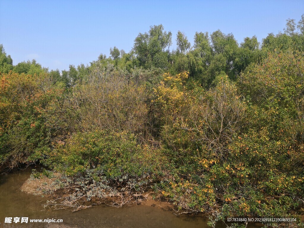 大亚湾红树林