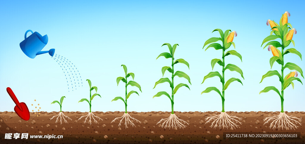 玉米生长图