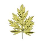 艾草 艾叶 蕲艾