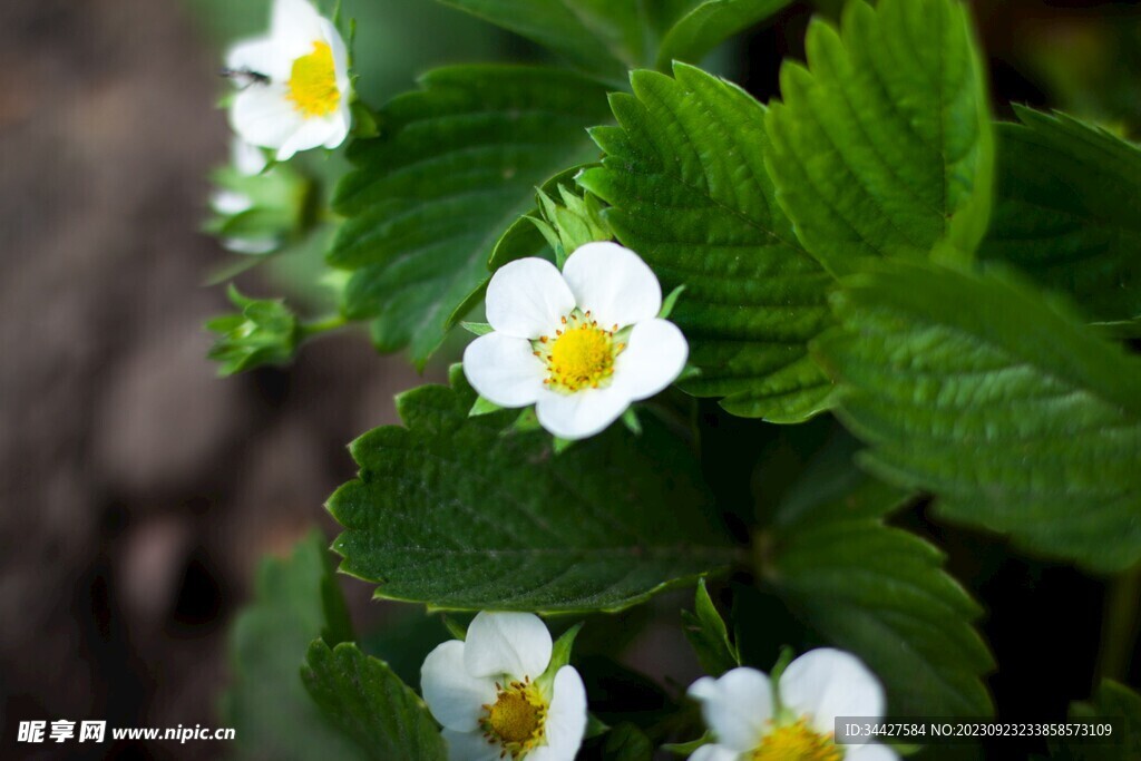 草莓花