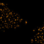 飞舞爱心光效光晕粒子背景