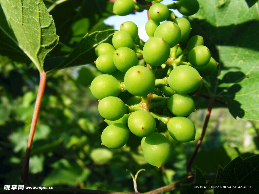 绿葡萄