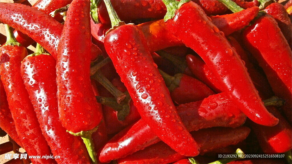 红辣椒 