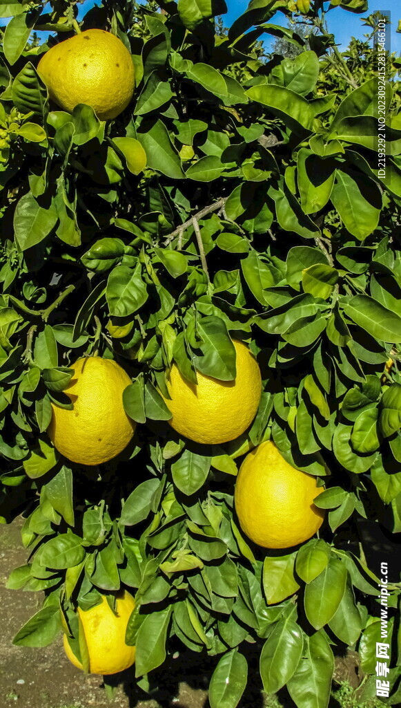柠檬