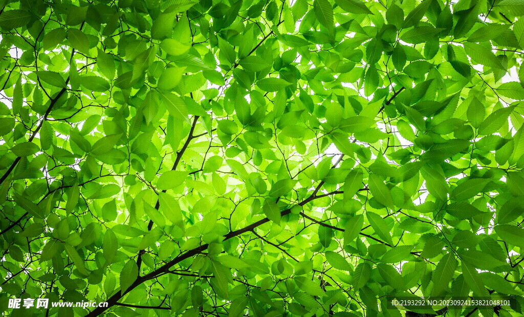绿色树叶