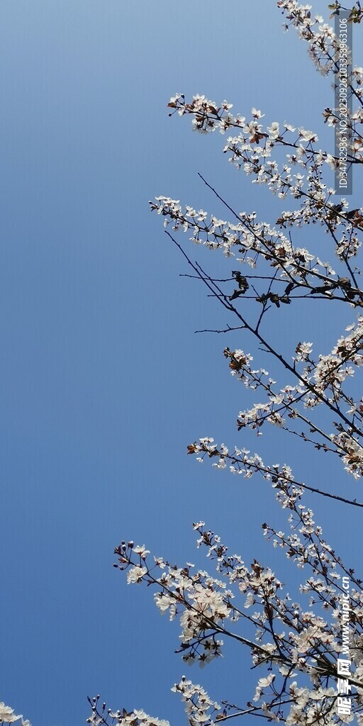 春天 樱花 紫叶李