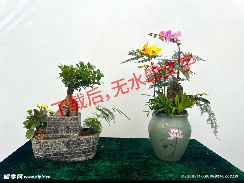  花卉盆栽组合