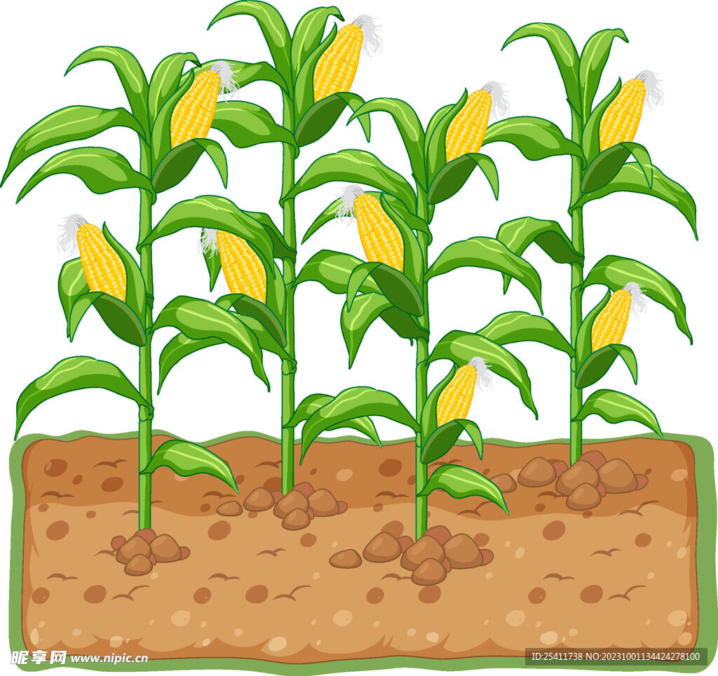 矢量玉米