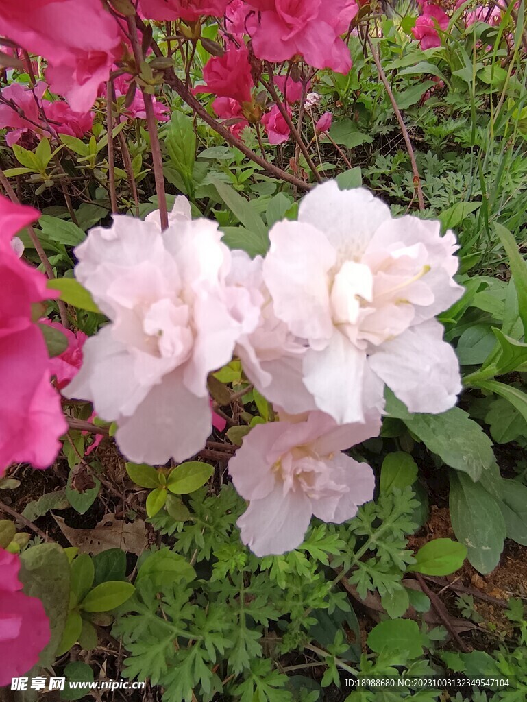 花 图片 季节景色