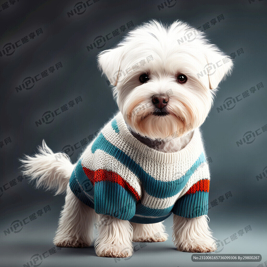 白色西高地犬穿毛衣站立
