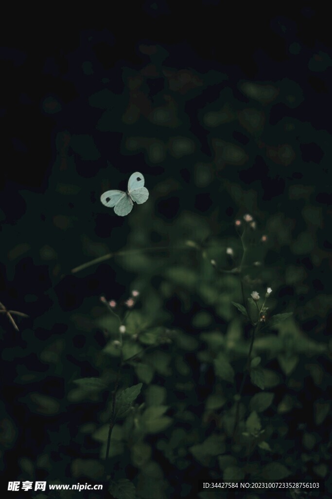 白色蝴蝶