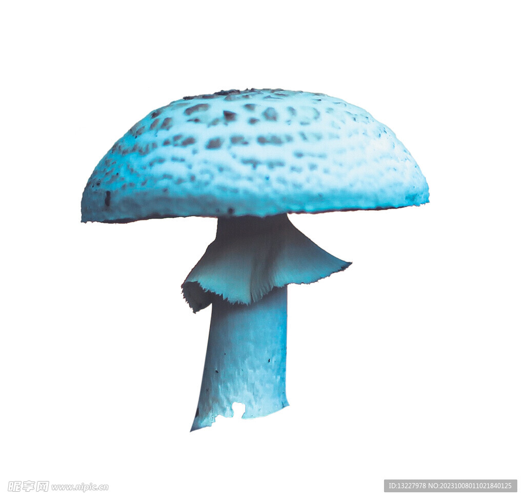 蓝蘑菇