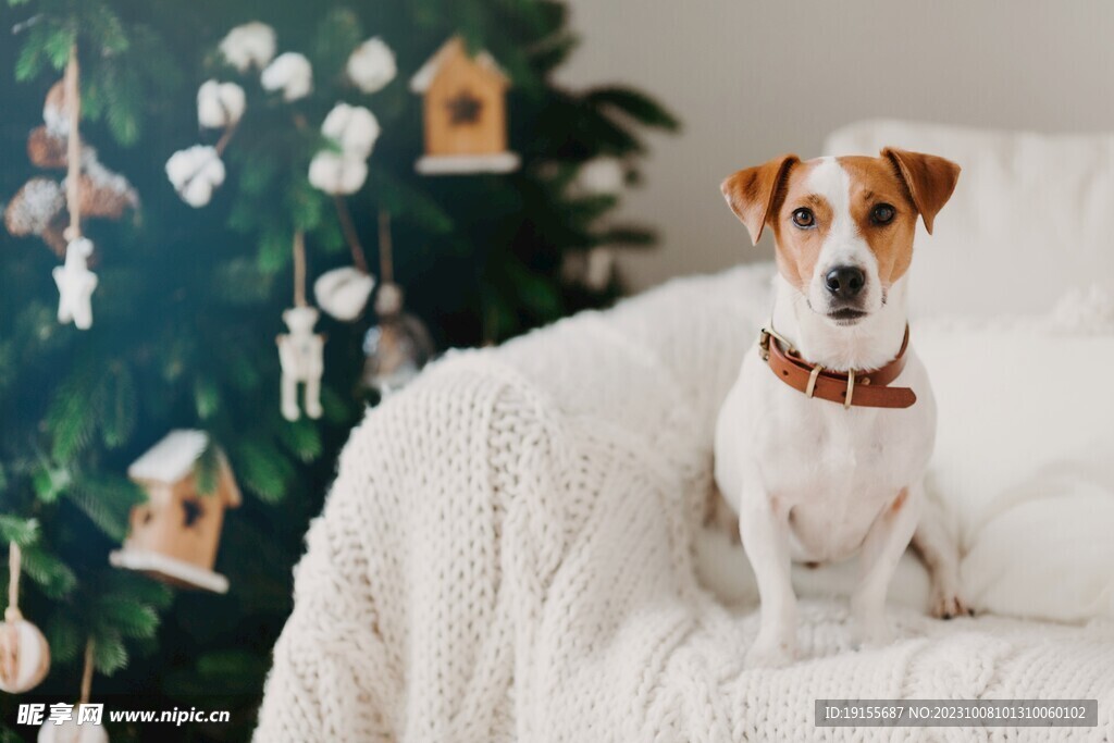 圣诞节的狗狗