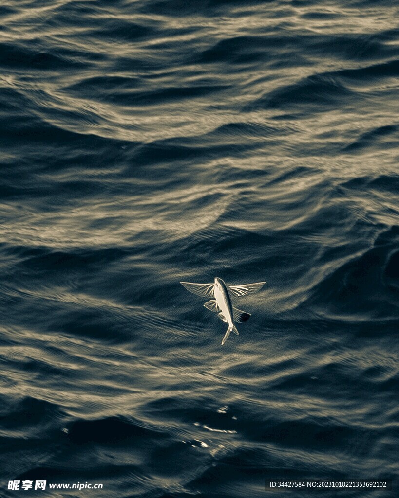 海浪和飞鱼