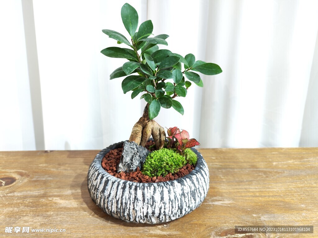 植物 盆栽 静物 花草 摄影 