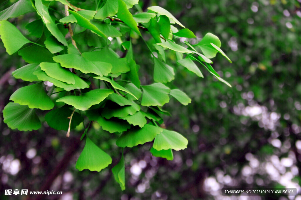 银杏叶
