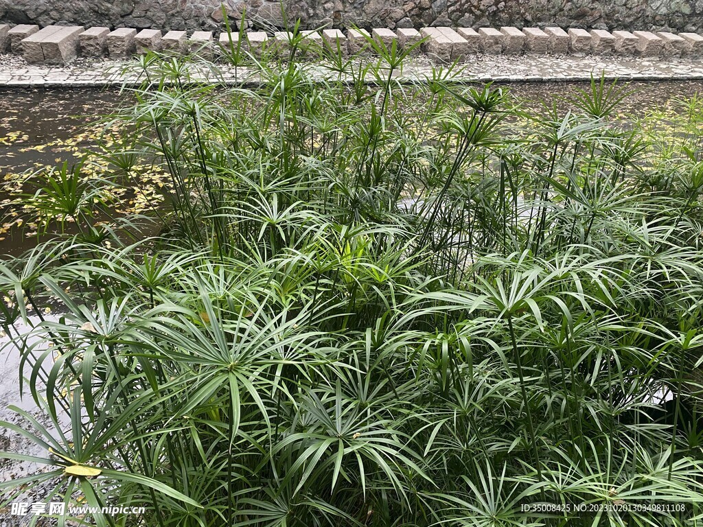 绿植 树林 草丛 景观植物 夏