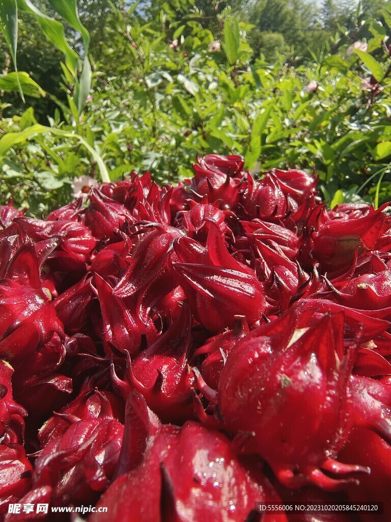 洛神花 红桃K 玫瑰茄 原材料