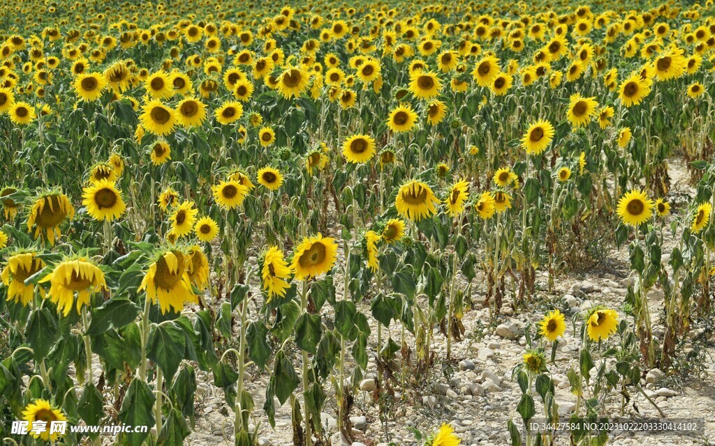 向日葵花海