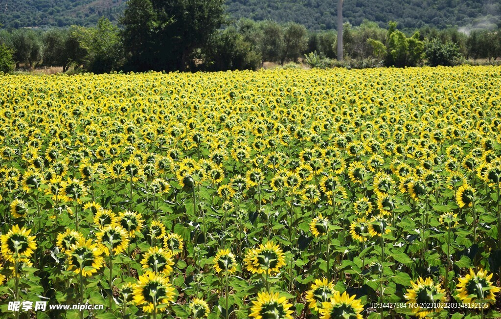 向日葵花海